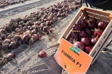 Cebula Fiamma Czerwona cebula dnia długiego