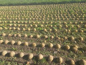 Mieszańcowy seler Calgary F1