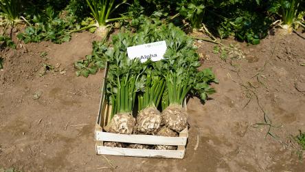 Seler korzeniowy Alpha