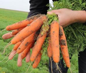 Marchew Lanceros F1 (CRX13369)