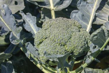 Oferta specjalna brokuł Batory