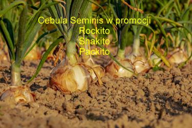 Cebule Seminis w promocji