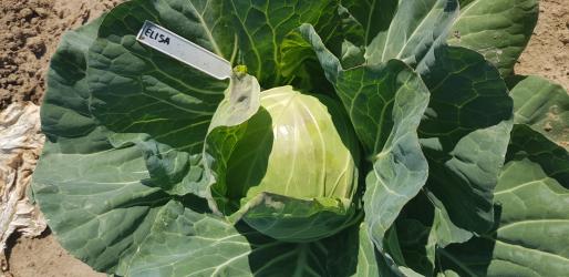 Elisa F1 Bardzo wczesna i smaczna kapusta