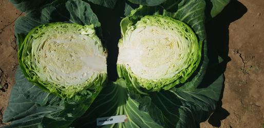 Monalisa F1 Perfekcyjny okrągły kształt oraz smak