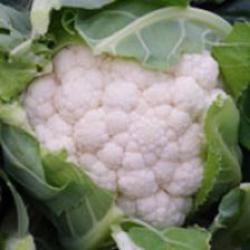 Kalafior Giewont F1 Standard dla przemysłu chłodniczego.