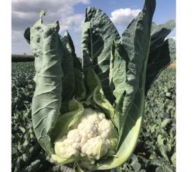 Kalafior Predazzo do uprawy w całym sezonie.